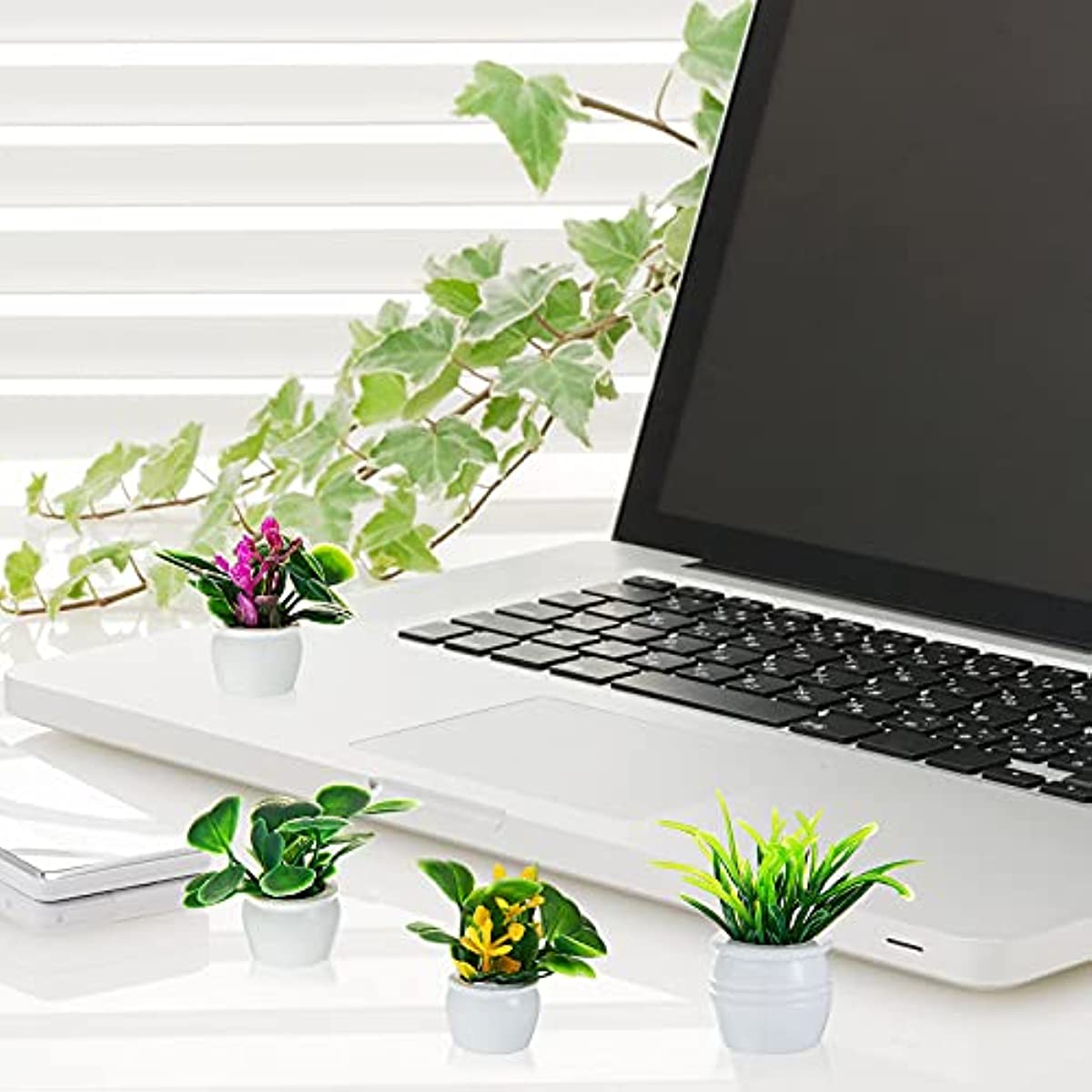 نبات بيت الدمى، نبات بونساي مص - مراجعة Bonsai Garden Ideas وسعره